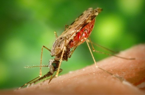 SGS to conduct its first malaria human challenge trial in Belgium